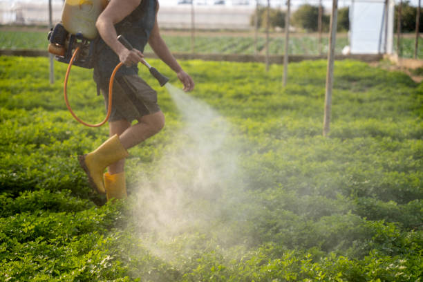 Best Wasp Removal Services  in Pinckneyvle, IL